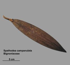   Fruit:   Spathodea campanulata ; Photo by V. Brewster, USDA APHIS PPQ, imageID.idtools.org
